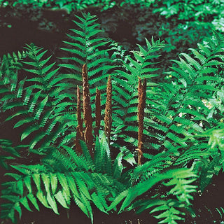 Hardy Fern Collection