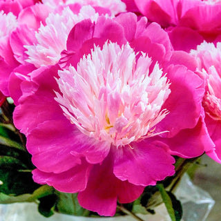 Gay Paree Peony