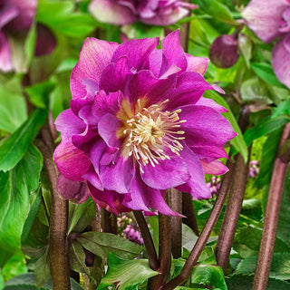 Winter Plum Double Hellebore