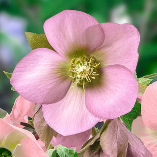 Helleborus King Single Soft Pink