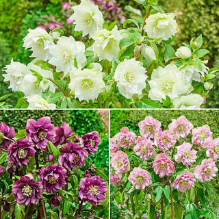 Double Flowered Wow Hellebore Collection