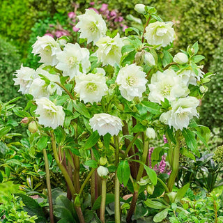 Double Flowered Wow Hellebore Collection