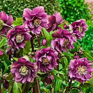 Double Flowered Wow Hellebore Collection