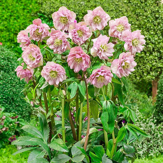 Double Flowered Wow Hellebore Collection