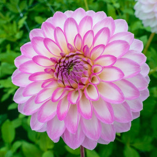 Arbatax Dahlia