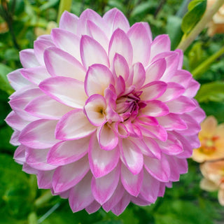 Arbatax Dahlia