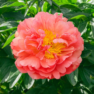 Coral Sunset Peony