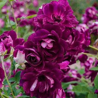 Burgundy Iceberg Floribunda Rose