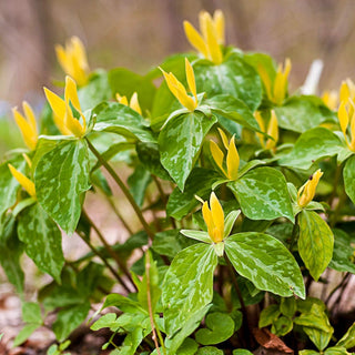 Yellow Trillium