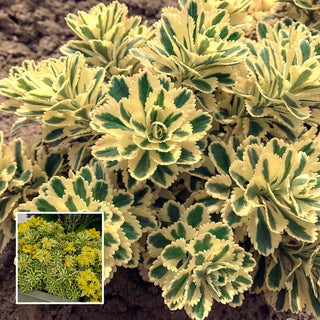 Atlantis Sedum