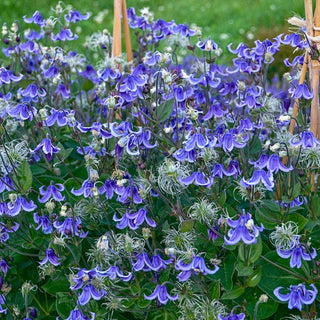 Stand By Me Bush Clematis