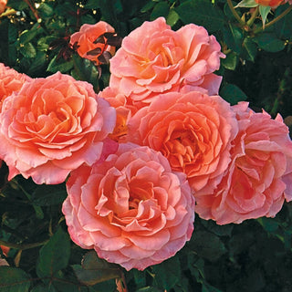 Jump For Joy Floribunda Rose