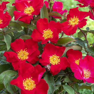 Top Gun Shrub Rose