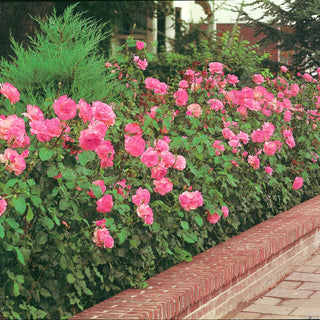 Pink Freedom Rose