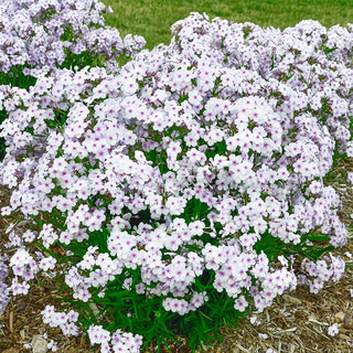 Opening Act Pink A Dot Reblooming Phlox