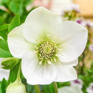 Single Flowered Wow Hellebore Collection