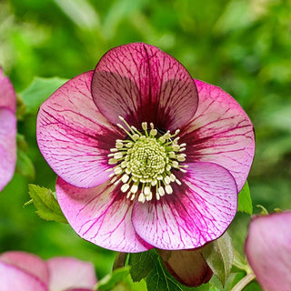 Single Flowered Wow Hellebore Collection