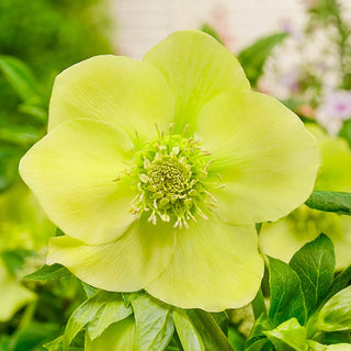 Single Flowered Wow Hellebore Collection