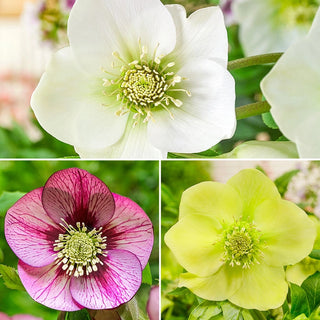 Single Flowered Wow Hellebore Collection