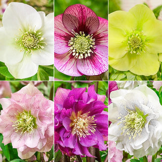 Living Legacy Wow Hellebore Collection