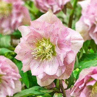 Living Legacy Wow Hellebore Collection