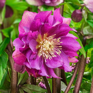 Living Legacy Wow Hellebore Collection