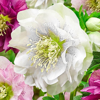 Living Legacy Wow Hellebore Collection