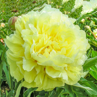 Duchesse De Lorraine Itoh Peony