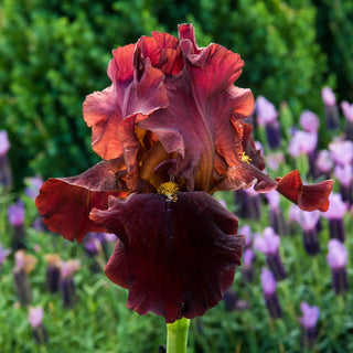 Bernices Legacy Bearded Iris