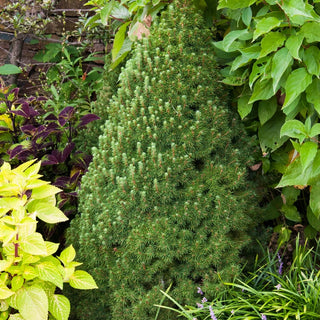 Dwarf Alberta Tree Spruce