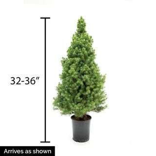 Dwarf Alberta Tree Spruce