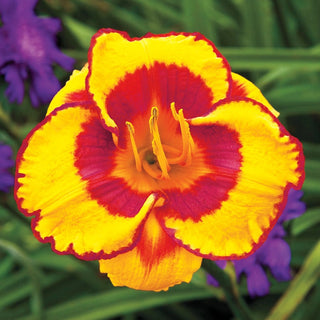 Fooled Me Daylily