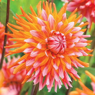 Orange Turmoil Dahlia