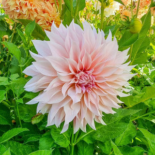 Cafe Au Lait Dahlia