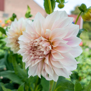 Cafe Au Lait Dahlia