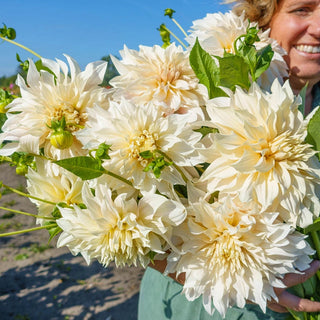 Cafe Au Lait Dahlia