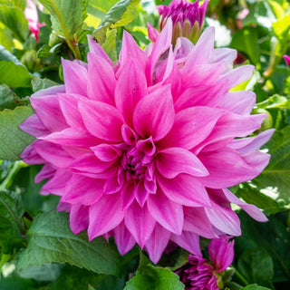 Cafe Au Lait Rose Dahlia