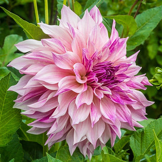 Cafe Au Lait Royal Dahlia