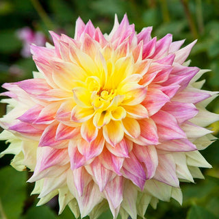 Advance Dahlia