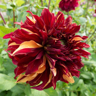 Bohemian Spartacus Dahlia