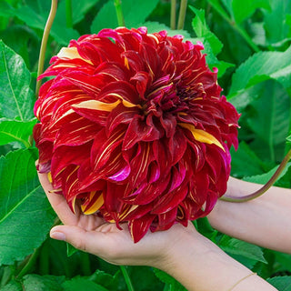 Bohemian Spartacus Dahlia