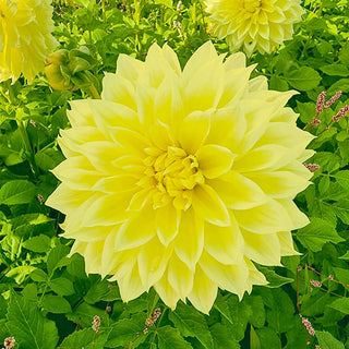 Kelvin Floodlight Dahlia