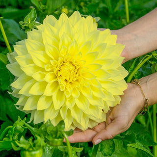 Kelvin Floodlight Dahlia