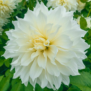 Fleurel Dahlia