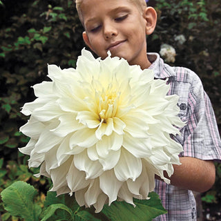 Fleurel Dahlia