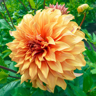 Hercules Dahlia