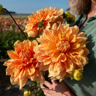 Hercules Dahlia