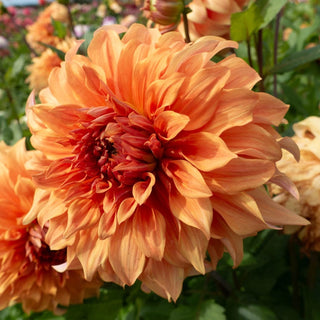 Hercules Dahlia