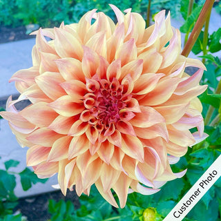 Hercules Dahlia