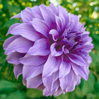 Vassio Meggos Dahlia